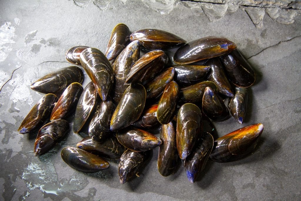 Mussels (Live) 2kg W Stevenson & Sons Ltd