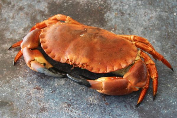 Whole Cooked Brown Cornish Crab
