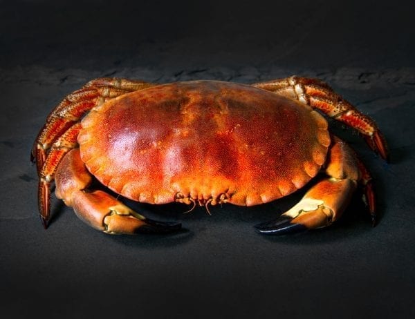 Cooked Hen Crab whole