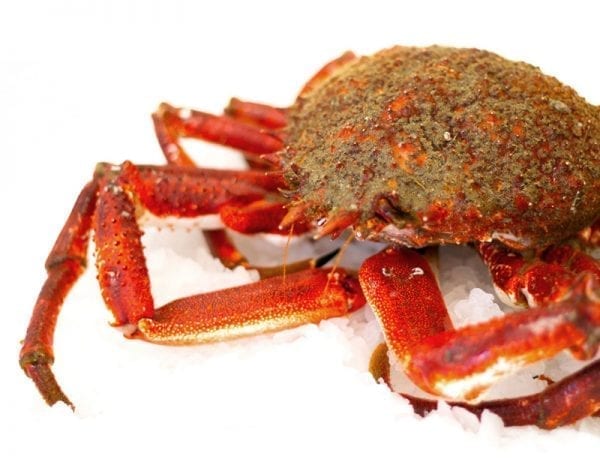 Whole Spider Crab