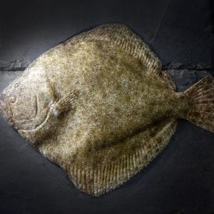 Turbot Whole 750g+