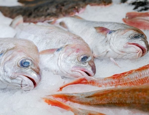 large_family_fish_box