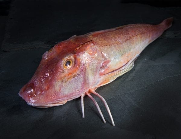 Gurnard tail, 180g