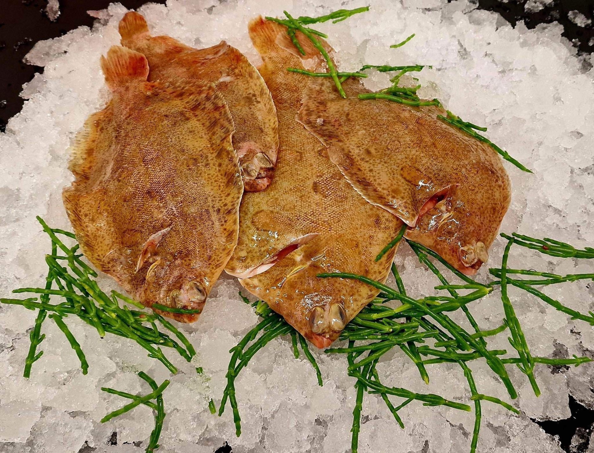 Small Lemon Sole x 4
