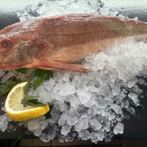 Large Red Gurnard, 1KG